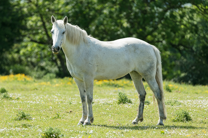 Horses Tinnock June 2018 (014)